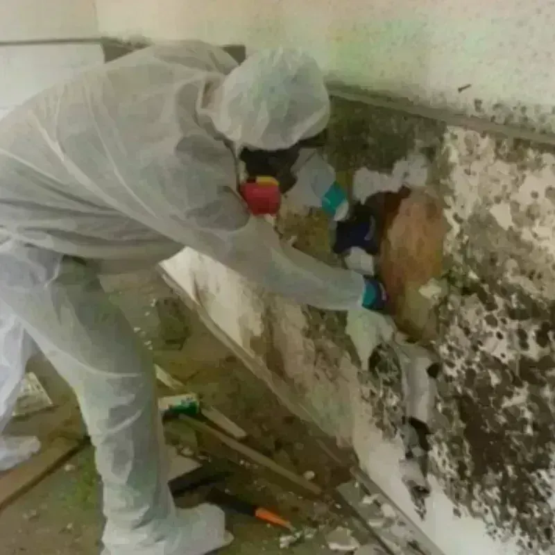 Mold Remediation and Removal in Fort Benton, MT